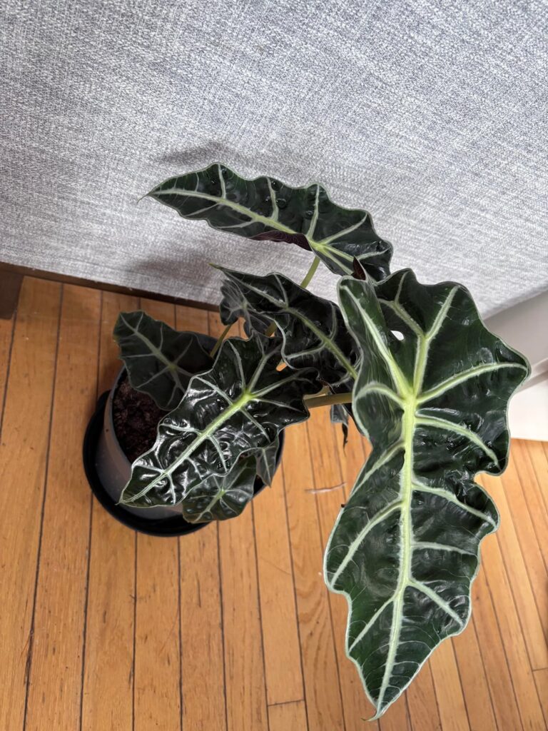How do I keep her alive?? How do I keep her alive??