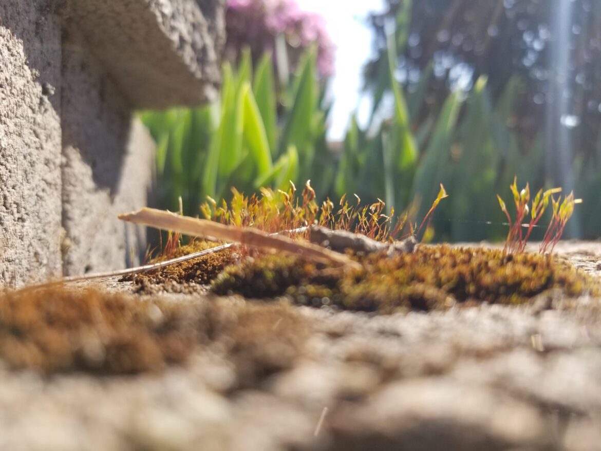 Sporophyte of a Tortula moss specimen