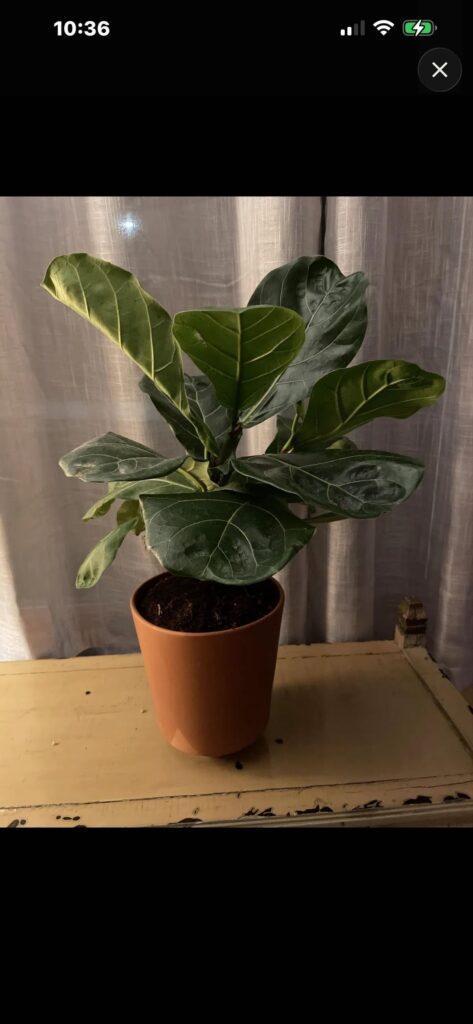 From dying to thriving
