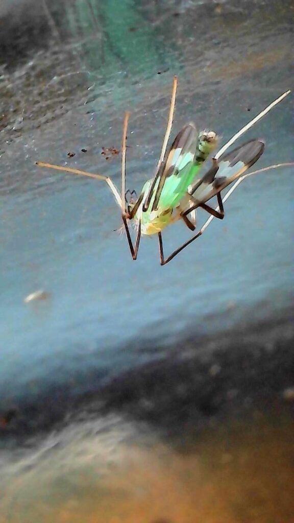 New fly in my freshwater stream jar (MA). ID?