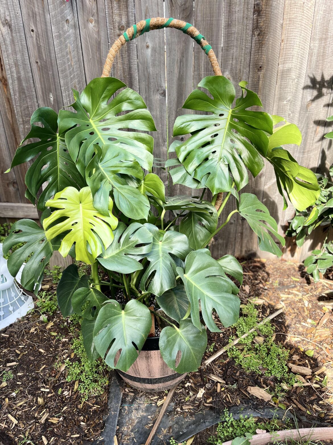 My outdoor monstera