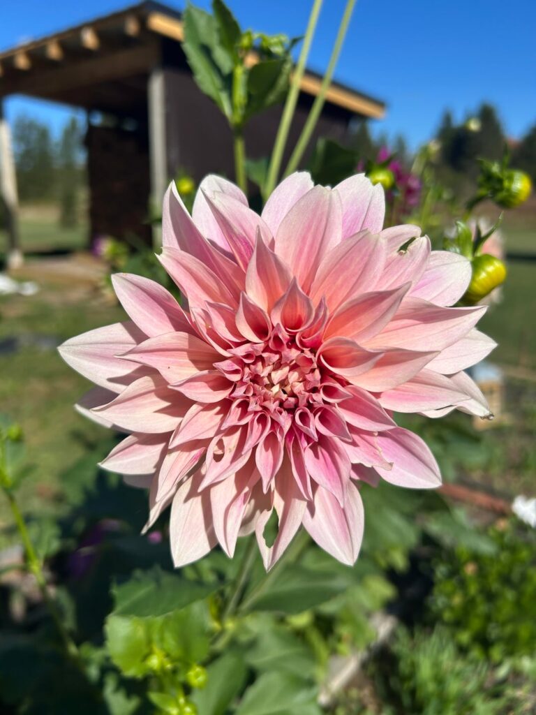 How many tubers is everyone planting? Pics just for fun