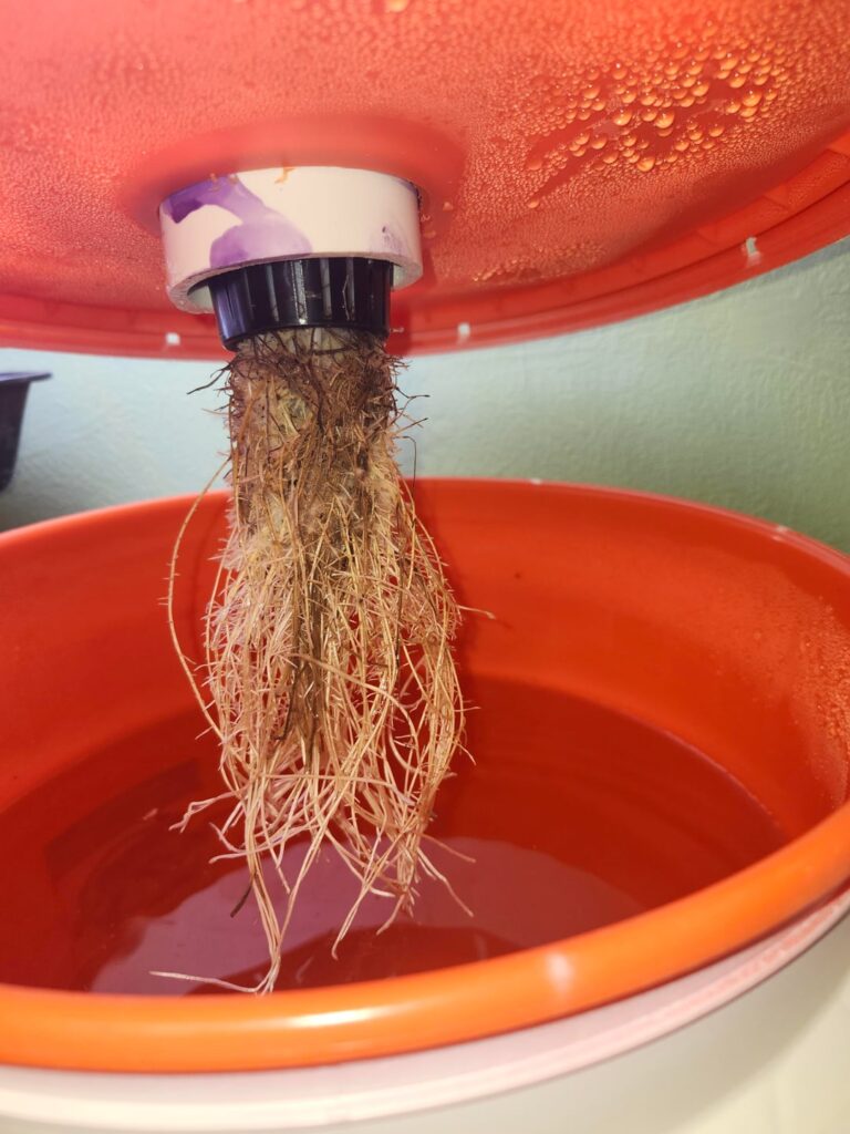 Root rot?