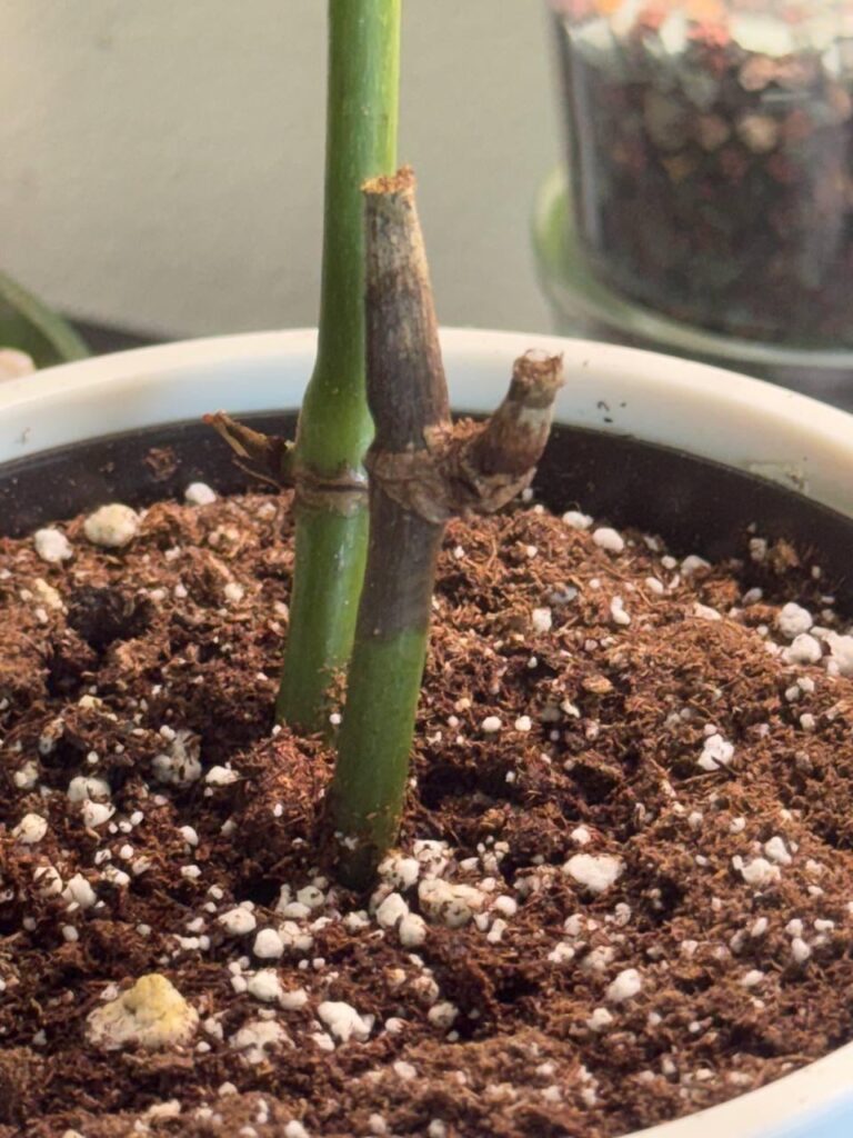 Maculata stems turning brown from top