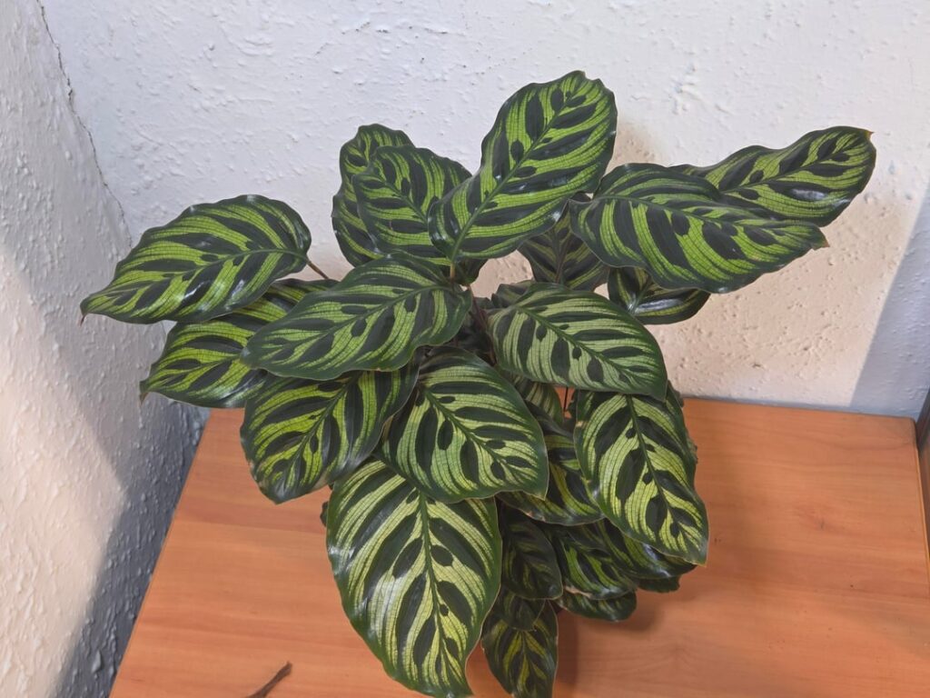 4 Month Growth update Now > Then