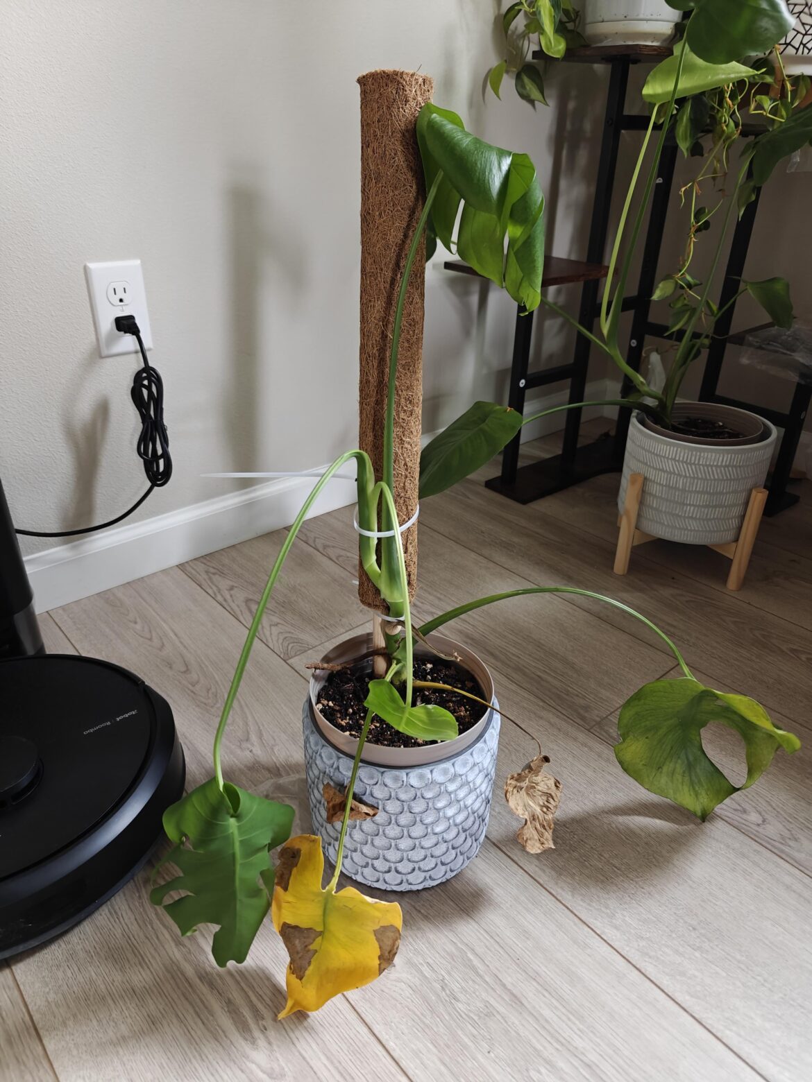 Overnight, my Monstera started dropping. What's wrong with it ?