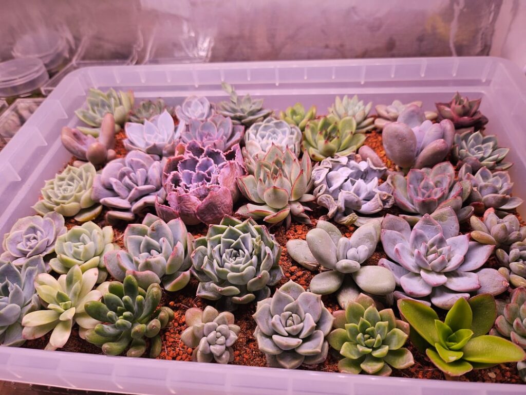 finally managed to grow succulents indoors on a bookshelf in winter finally managed to grow succulents indoors on a bookshelf in winter