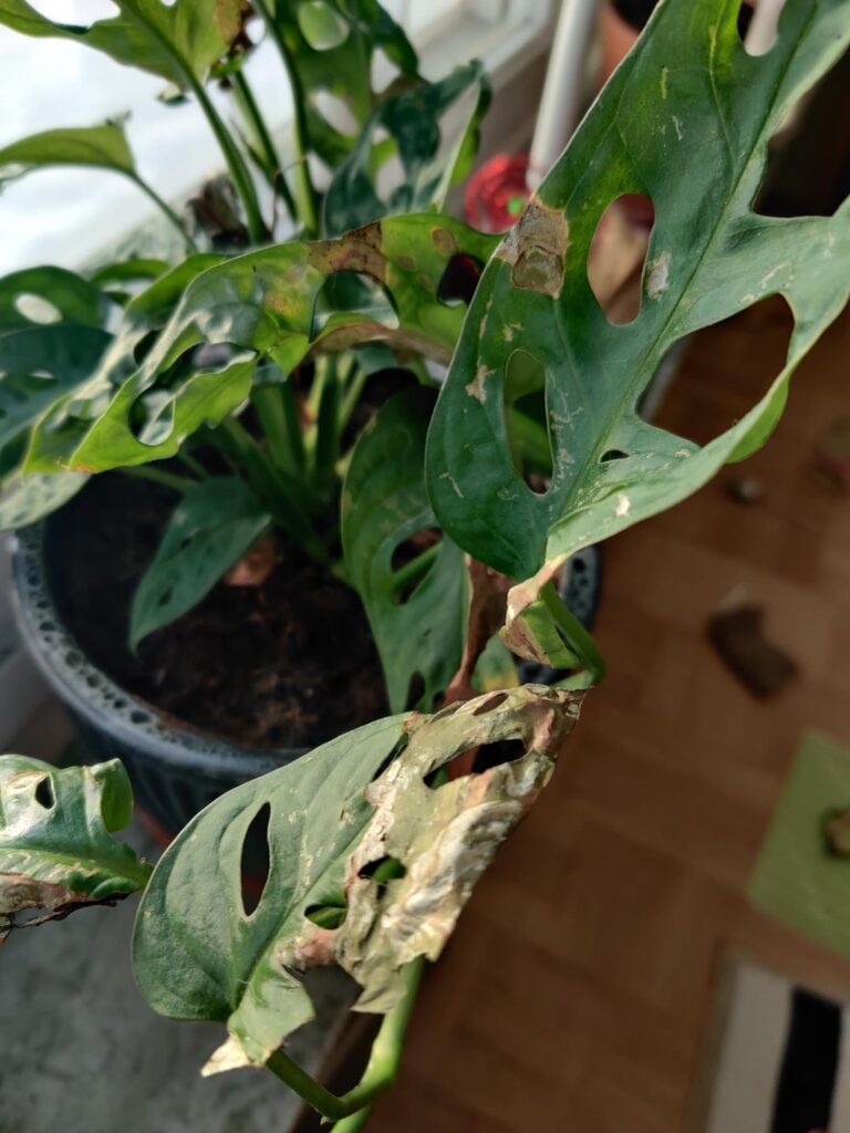 Does my monkey mask have thrips?