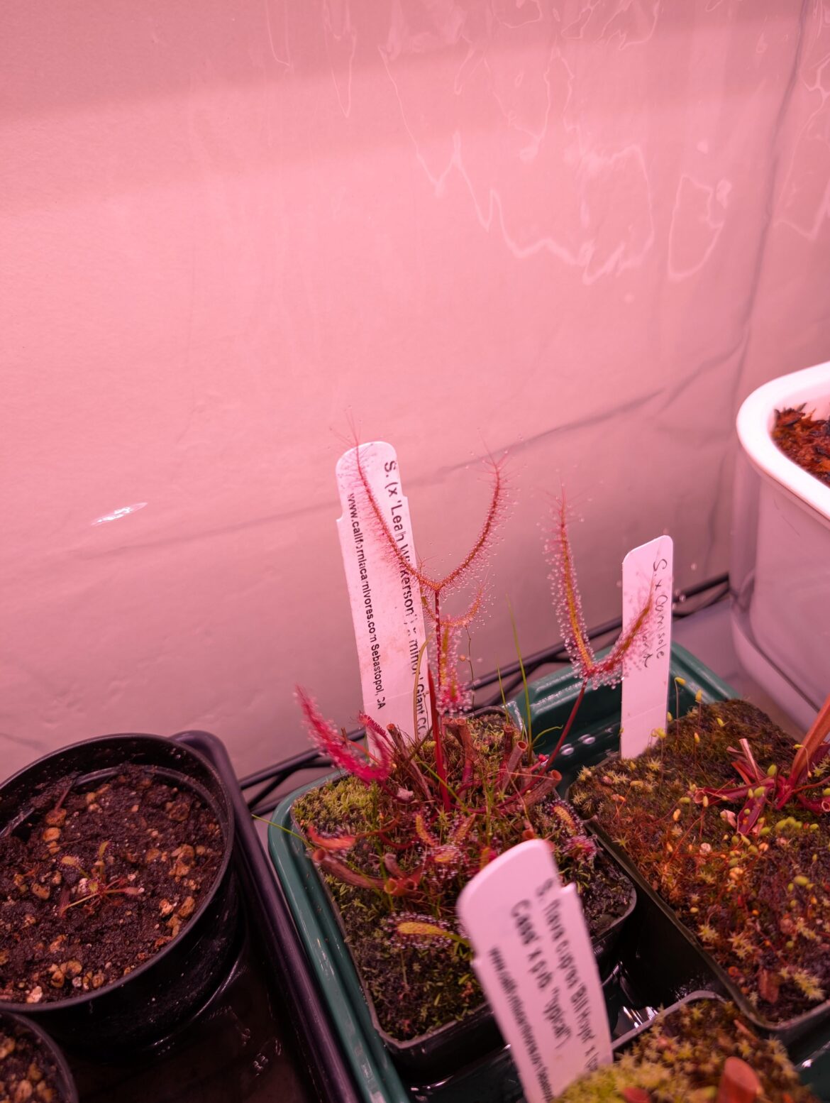 Anyone want to help me identify the sundew hitchhikers?