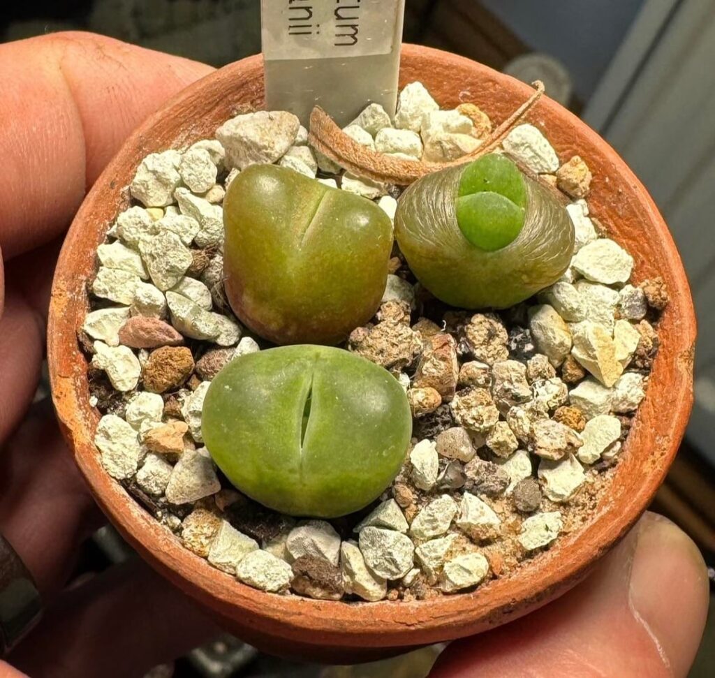Maughanii growth Feb 25-Dec25