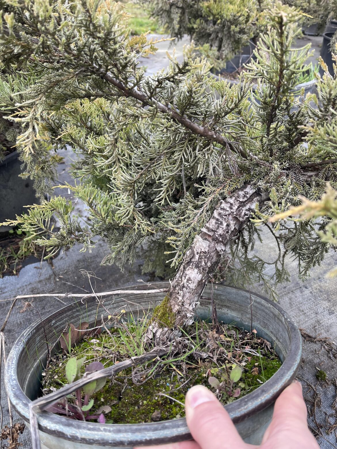 Determining Juniper Health