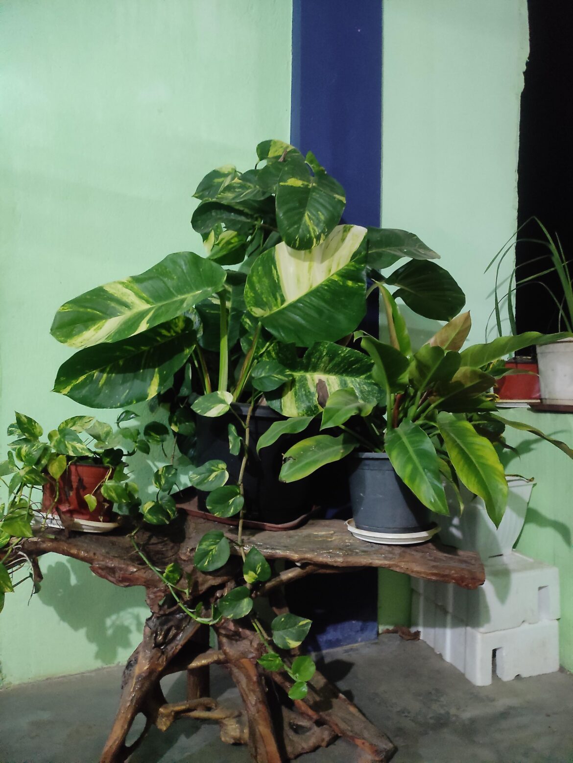 Trying for the first time