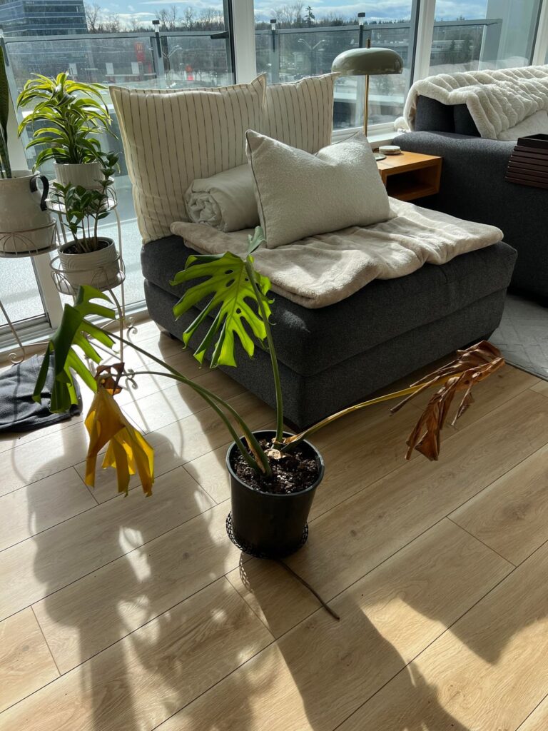 Help me save this Monstera!