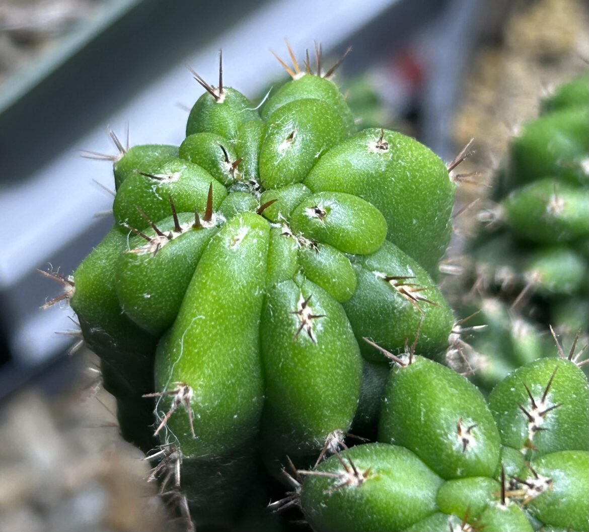 Love the Mohawk areoles on “Thing 1”