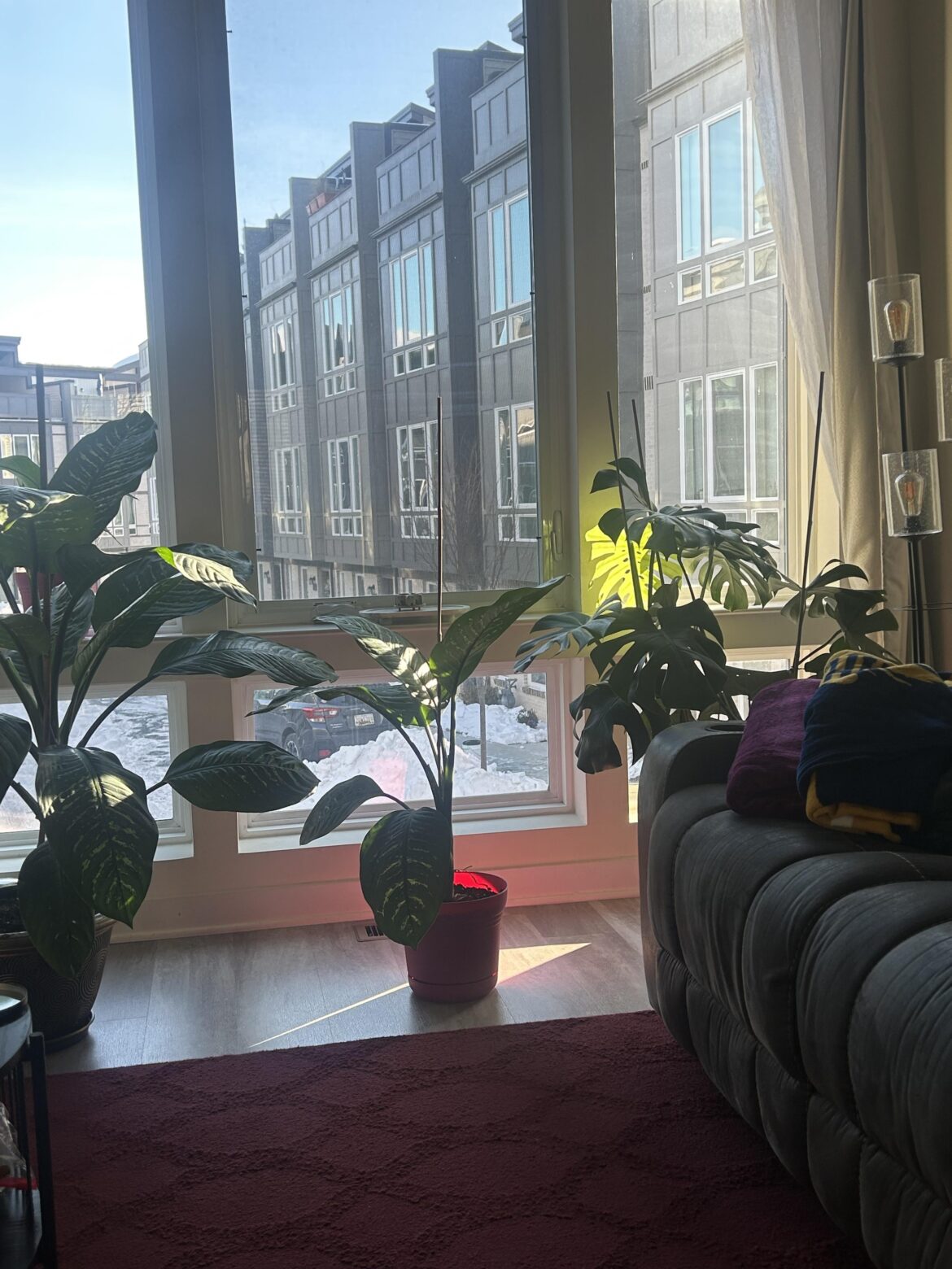 Sun kissed - morning sun hitting the newly unraveled leaf