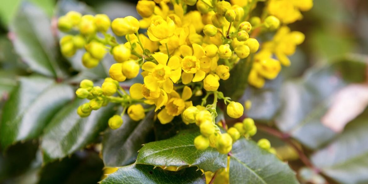 Plant These 9 Stunning Shrubs in February for a Garden Full of Spring Colour