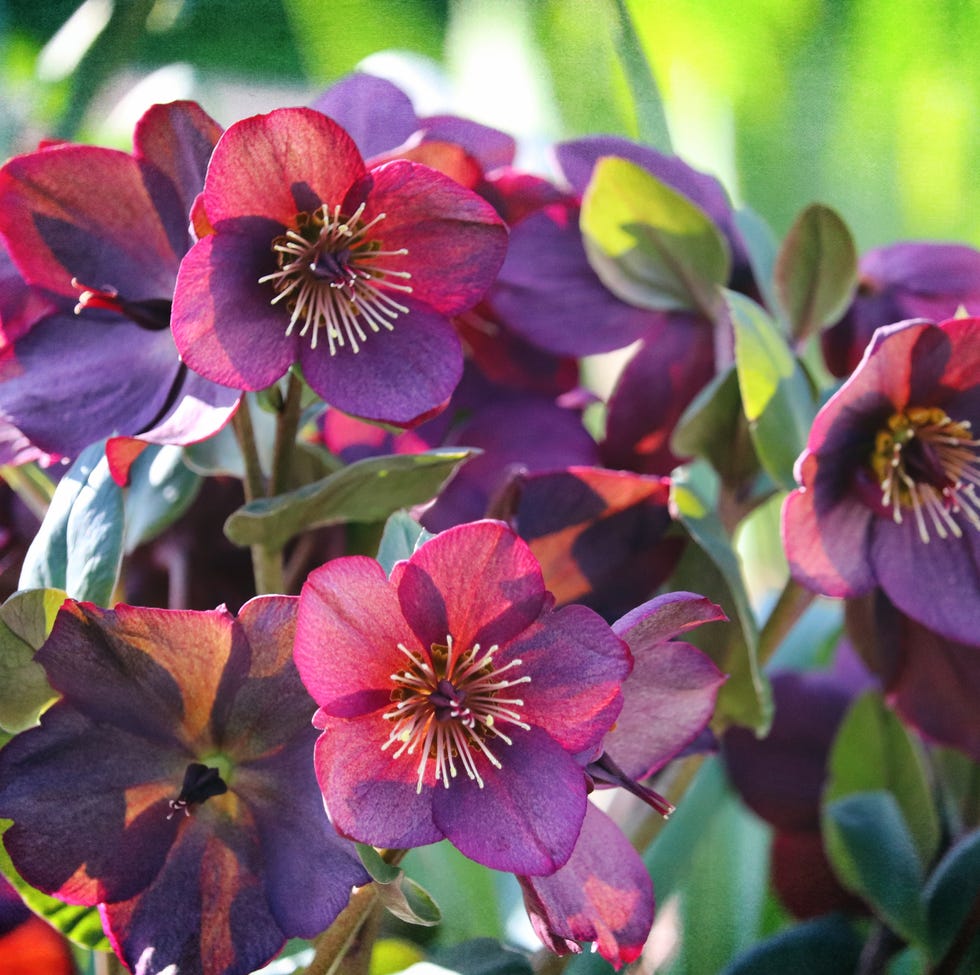 Hellebore hellebore flowers