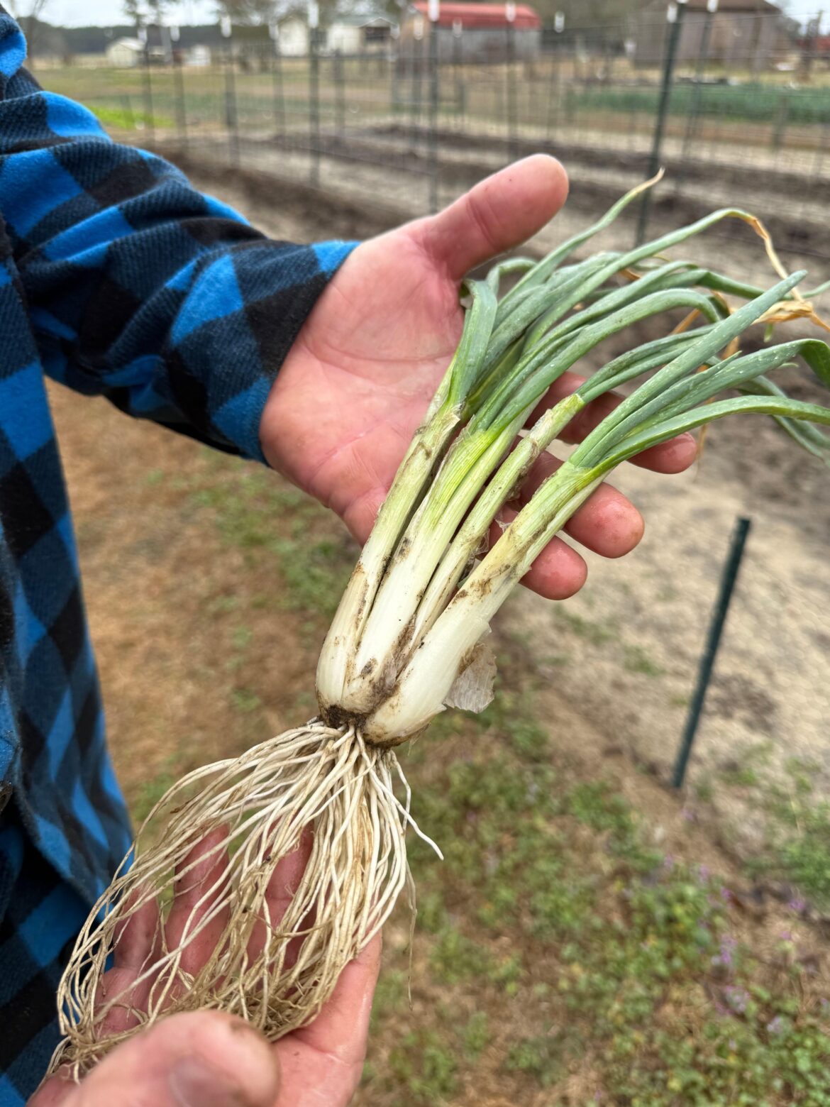 My FAVORITE type of onion to grow!! My FAVORITE type of onion to grow!!