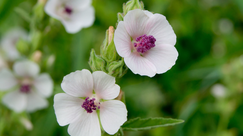 Marshmallow plant blooms