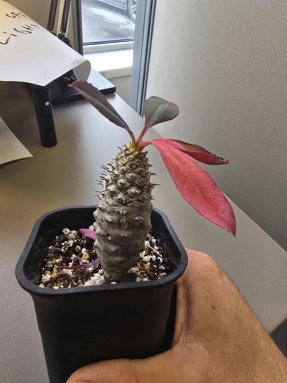 How and when do you fertilize?