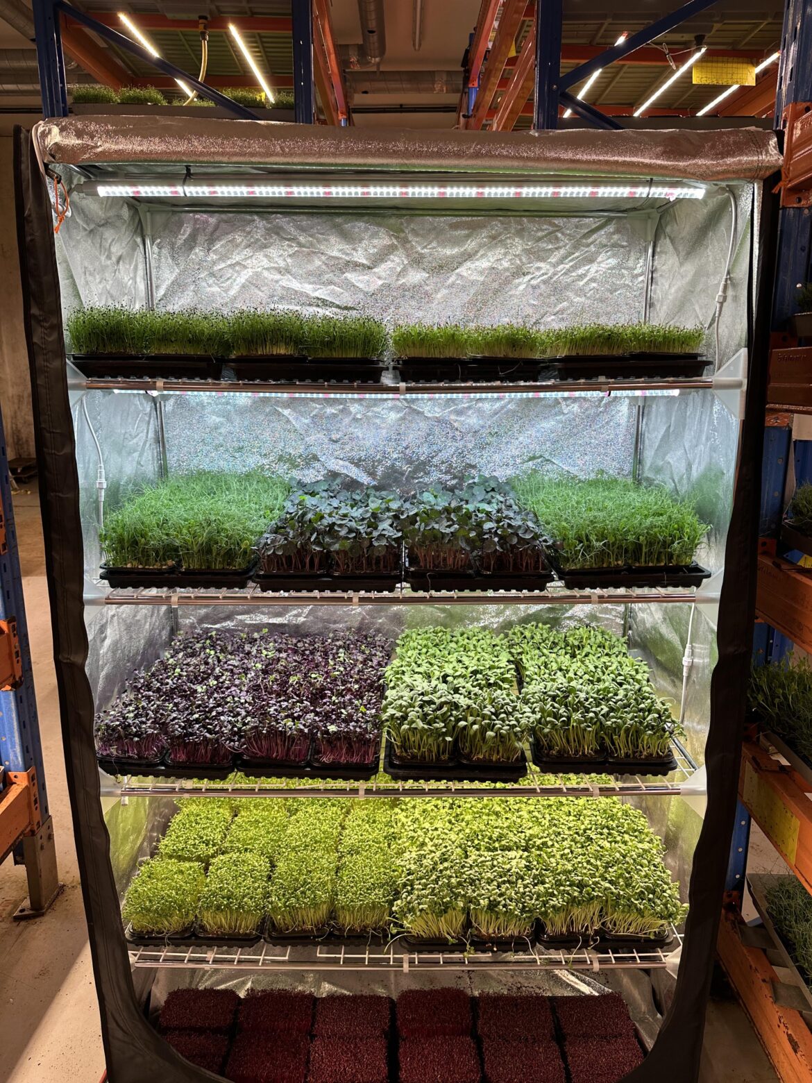 Been growing microgreens in a tent like this