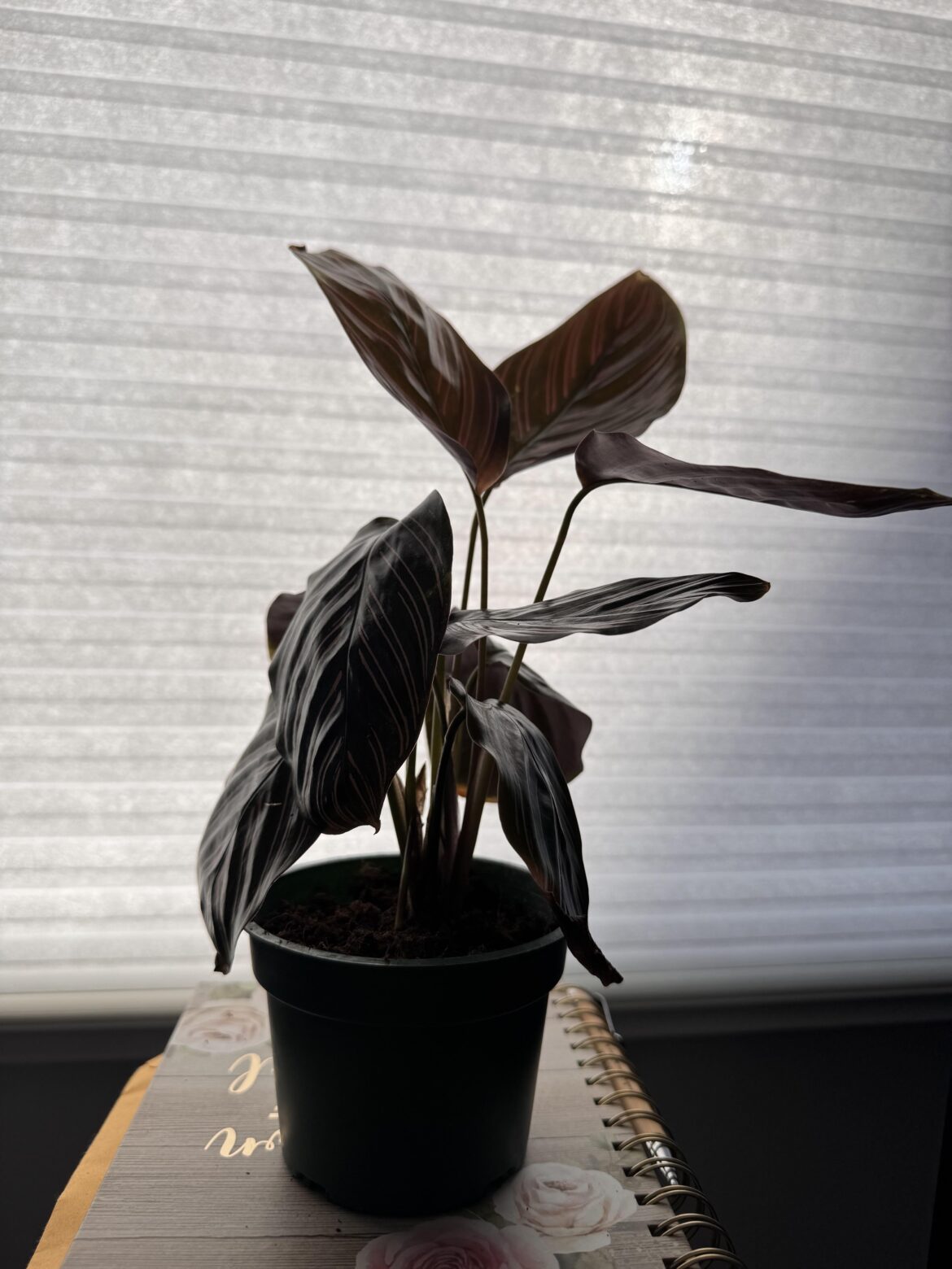 My pinstripe plant is looking droopy and sad. Help!