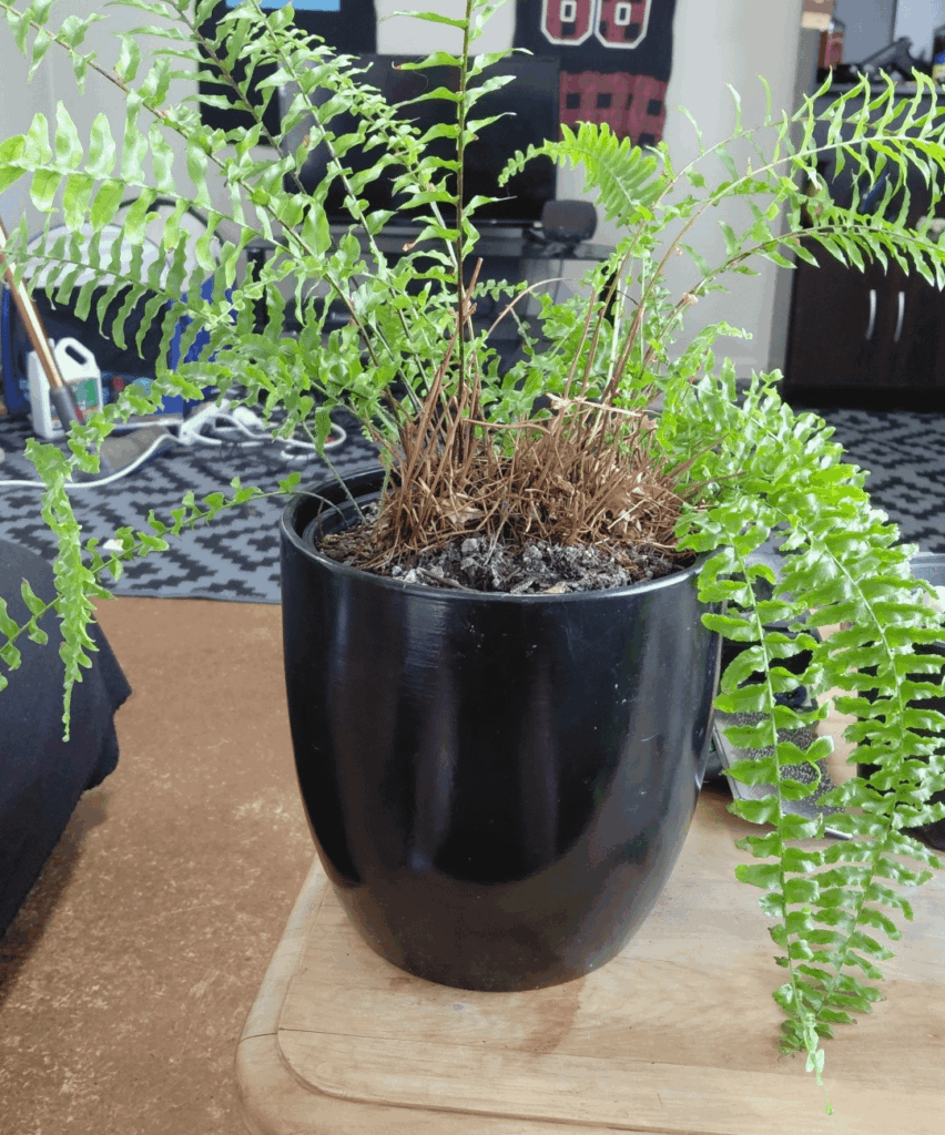 Whats wrong with my Boston fern soil????