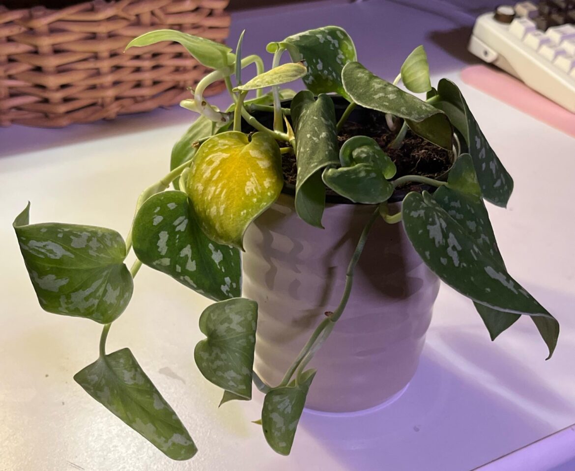 Under or Over Watered?