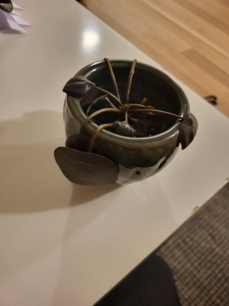 First time plant owner