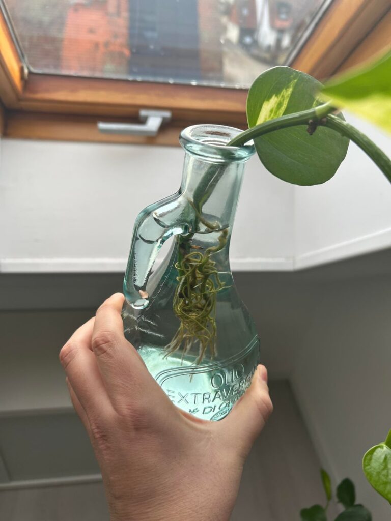Can the Pothos live and grow in wather or do I have to plant it in soil someday?