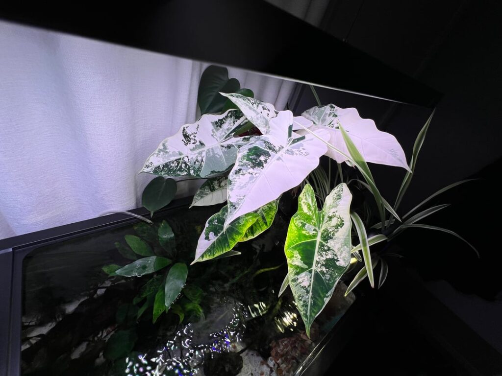 Aquaponically grown Frydek