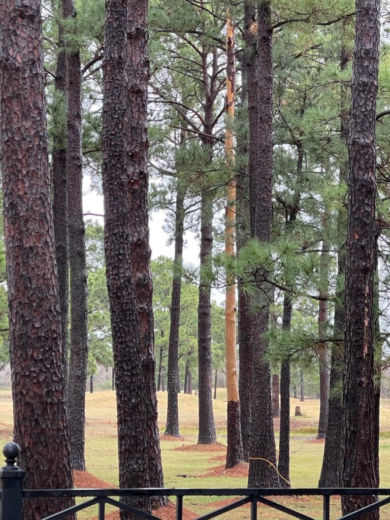 Curious why this tree looks different than its neighbors