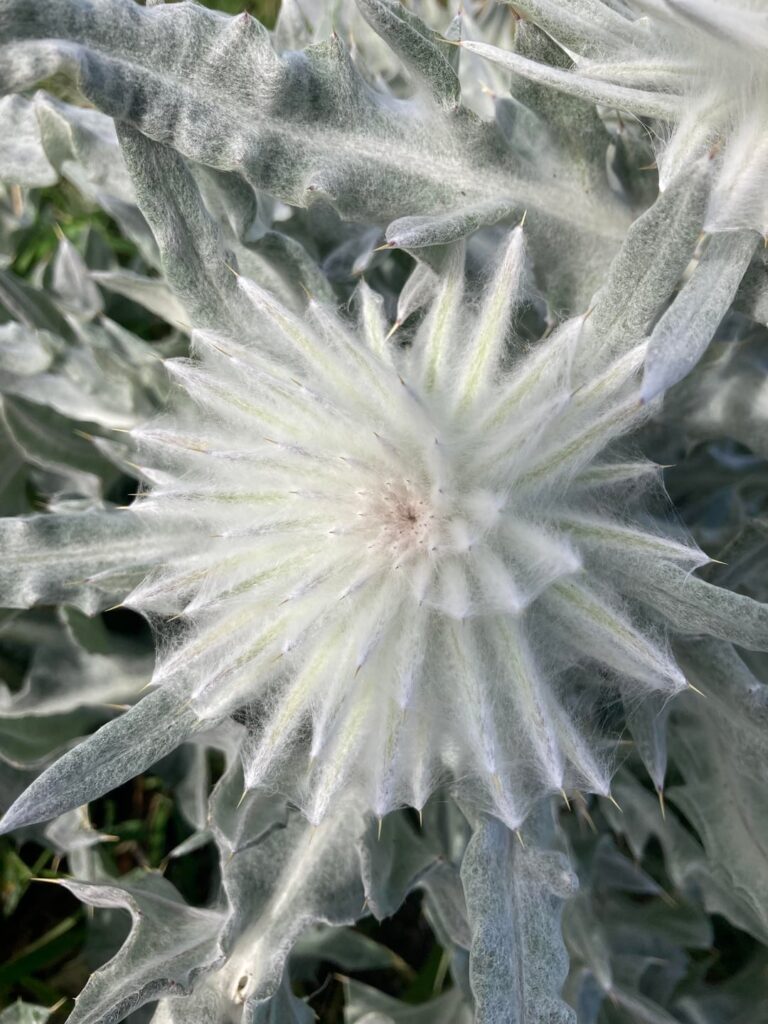 Mountain dwelling plant in California