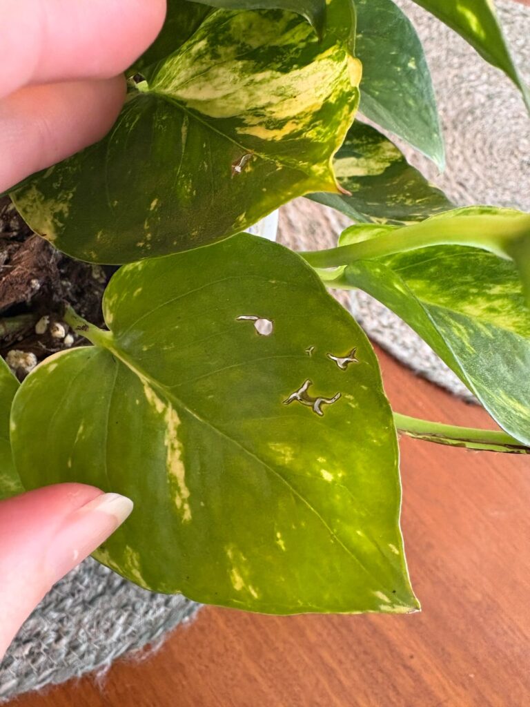Golden pothos pests??