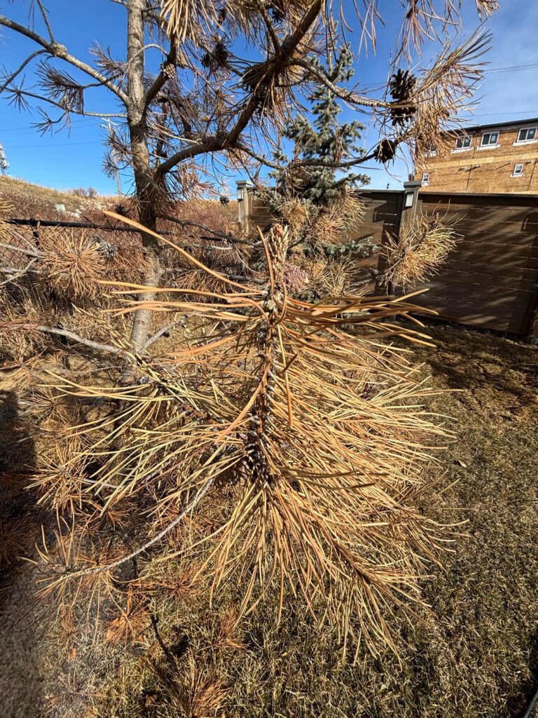 Ponderosa pine health issues
