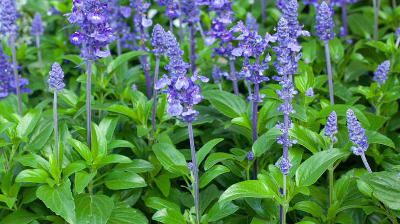 Closeup of blueish-purple mealy sage blooms