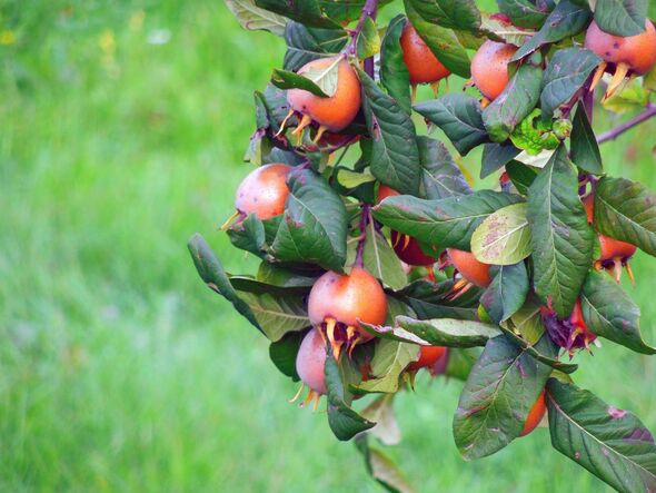medlar tree medlar tree