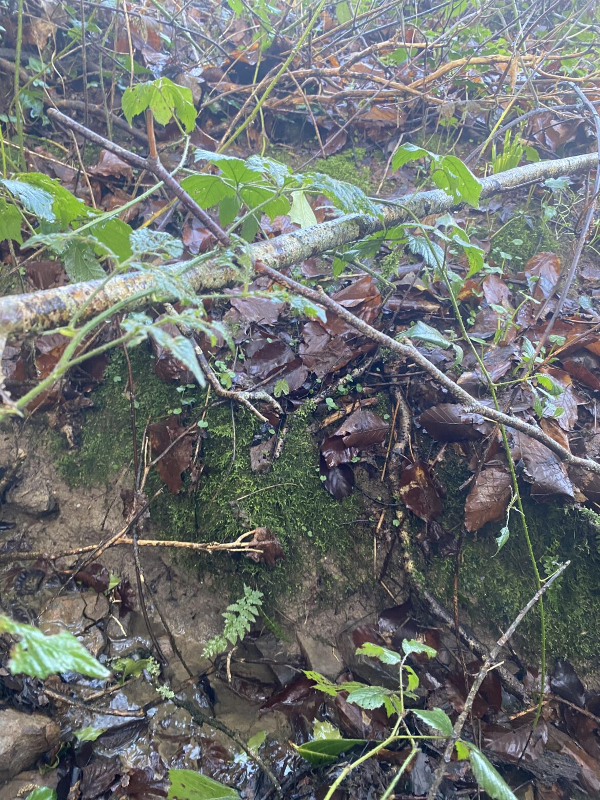 Orchard feasibility in sloped clay soil with shallow bedrock (sandstone+shale)