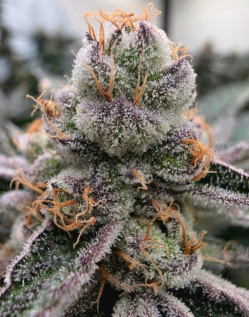 Meal Team Six, Day 49