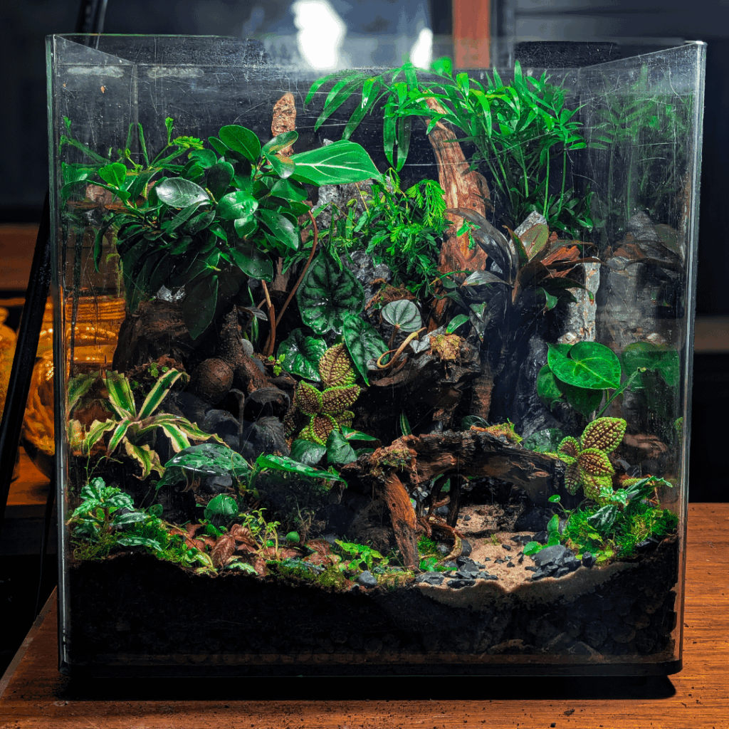 Jungle Terrarium Build