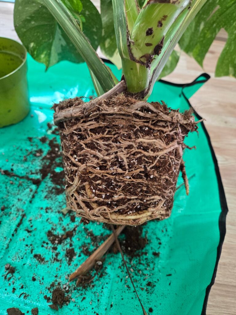 Is she ready for a repot?