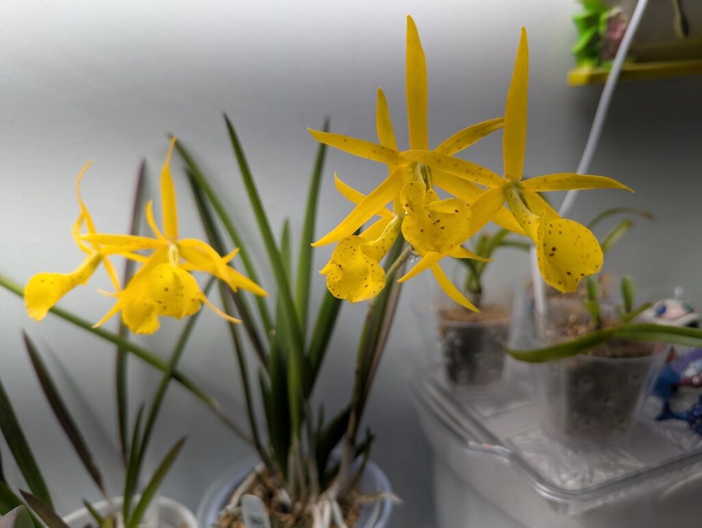 Brassolaelia Yellow Bird