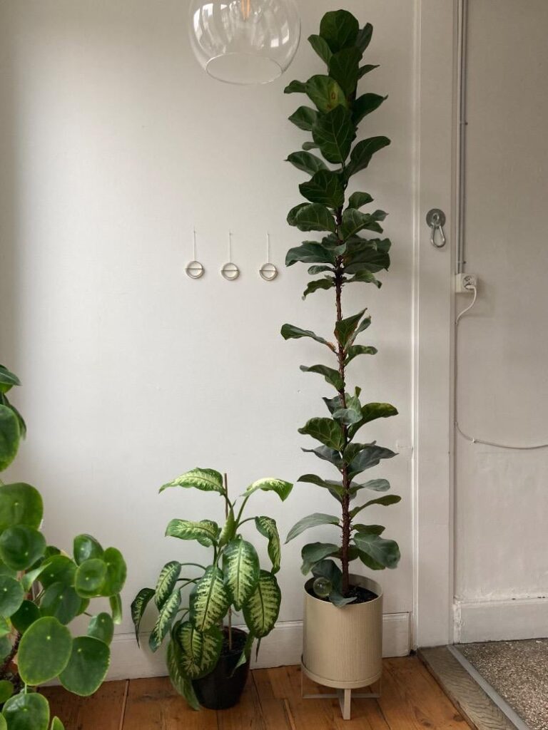 How to cut a 2m-Beauty