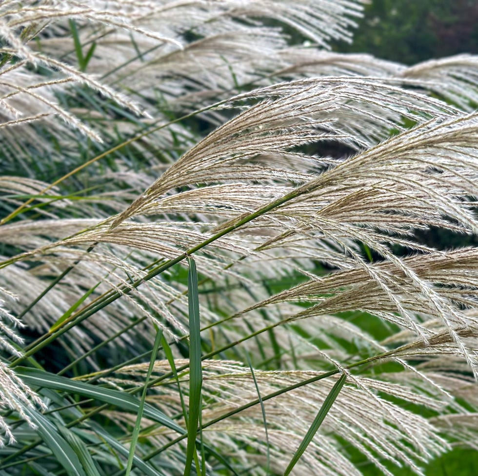 silvergrass, miscanthus grass growing along garden border
