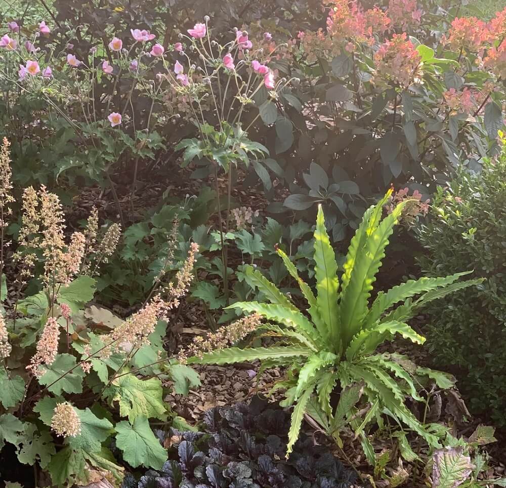 A former property owner posted vibrant photos of a lush garden they had to leave behind and said "missing my garden."