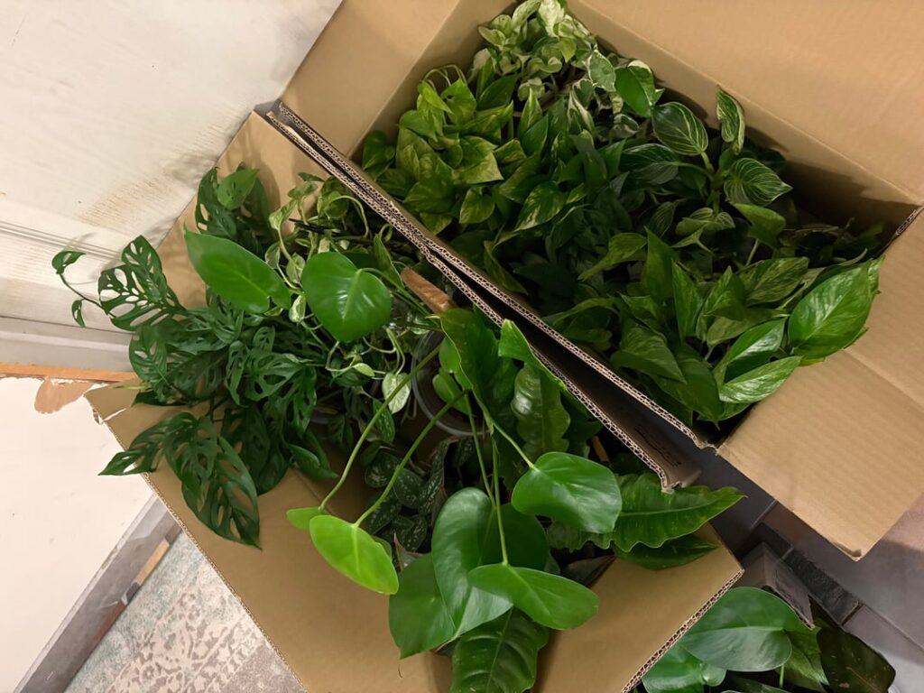 when you have to move suddenly with 20+ plants