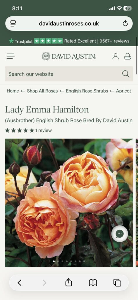 David Austin old roses