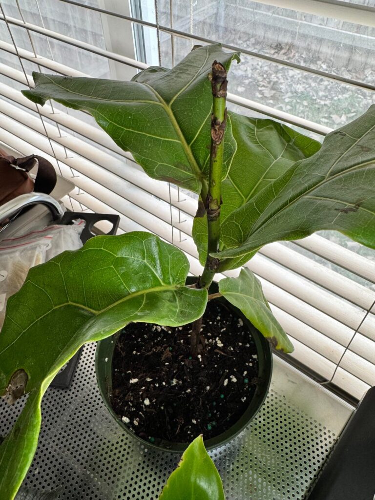Got my first fiddle leaf just over 3 weeks ago! Got my first fiddle leaf just over 3 weeks ago!