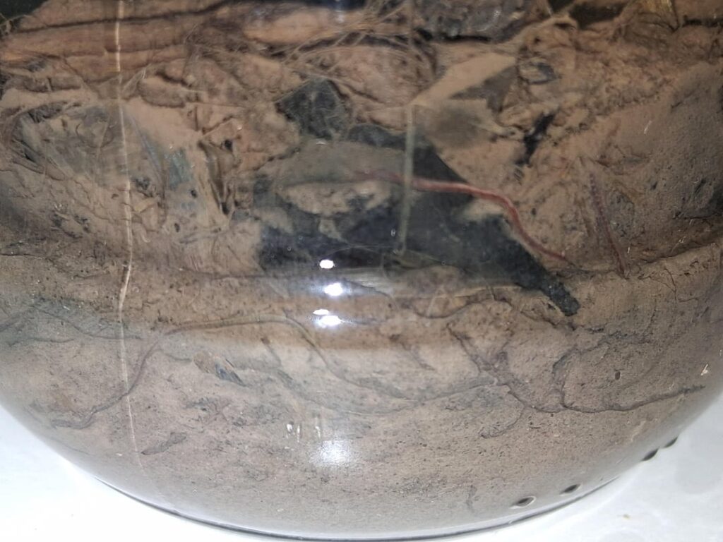 What is this worm?