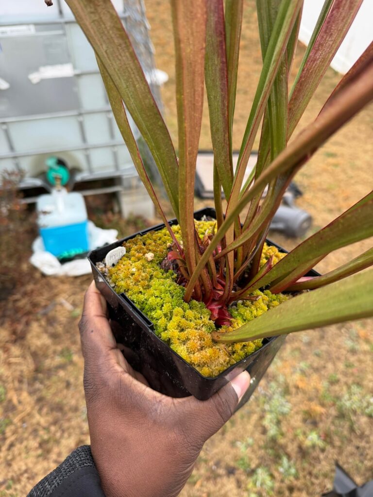 Last years sphagnum plugs are now this years sphagnum carpets.